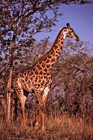 AFRIQUE DU SUD