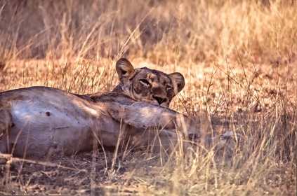AFRIQUE DU SUD
