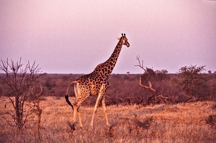 AFRIQUE DU SUD