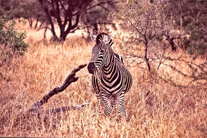 AFRIQUE DU SUD