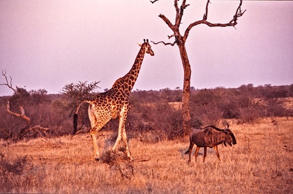 AFRIQUE DU SUD