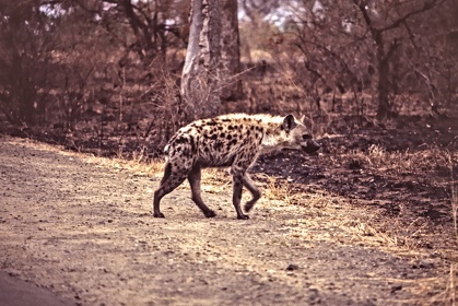 AFRIQUE DU SUD