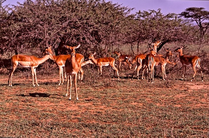 AFRIQUE DU SUD