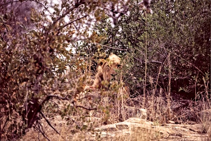 AFRIQUE DU SUD