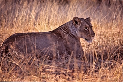 AFRIQUE DU SUD