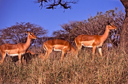 AFRIQUE DU SUD