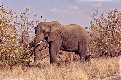 AFRIQUE DU SUD