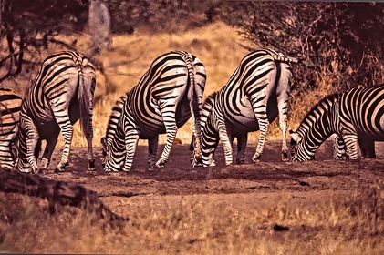 AFRIQUE DU SUD