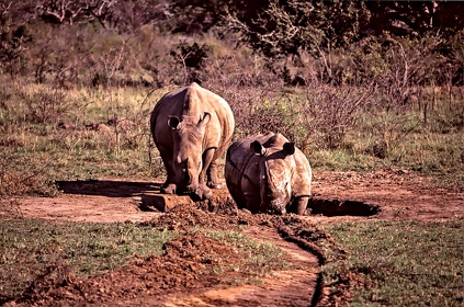 AFRIQUE DU SUD