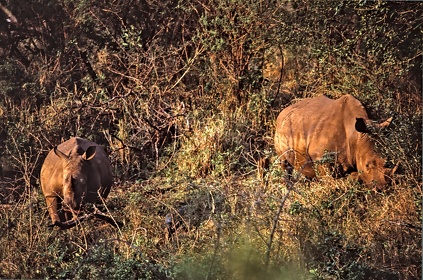 AFRIQUE DU SUD
