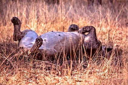 AFRIQUE DU SUD