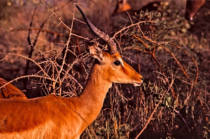 AFRIQUE DU SUD
