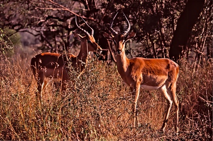 AFRIQUE DU SUD