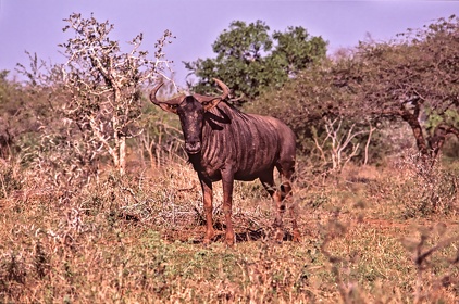 AFRIQUE DU SUD