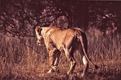 AFRIQUE DU SUD