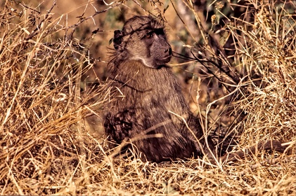 AFRIQUE DU SUD