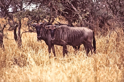 AFRIQUE DU SUD