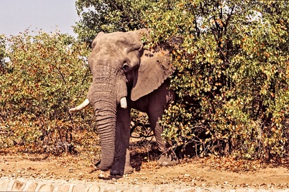 AFRIQUE DU SUD