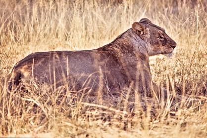 AFRIQUE DU SUD