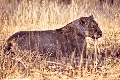 AFRIQUE DU SUD