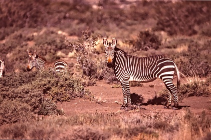 AFRIQUE DU SUD