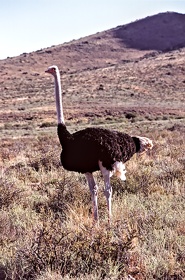AFRIQUE DU SUD