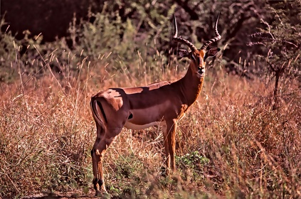 AFRIQUE DU SUD