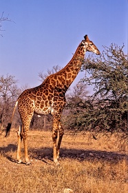 AFRIQUE DU SUD