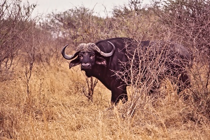 AFRIQUE DU SUD