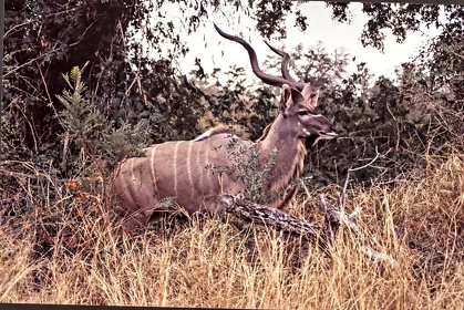 AFRIQUE DU SUD