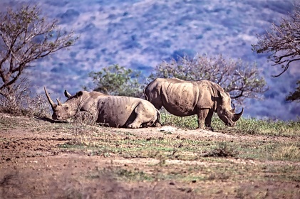 AFRIQUE DU SUD