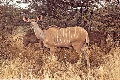 AFRIQUE DU SUD