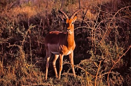 AFRIQUE DU SUD