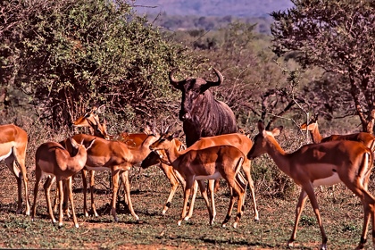 AFRIQUE DU SUD