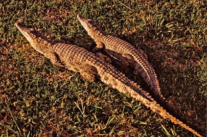 AFRIQUE DU SUD