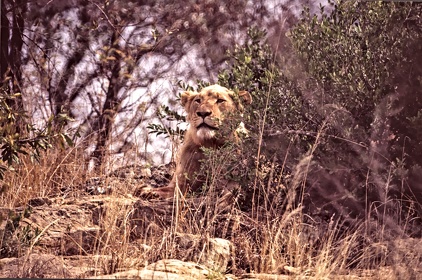 AFRIQUE DU SUD