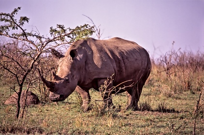 AFRIQUE DU SUD