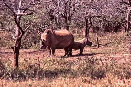 AFRIQUE DU SUD