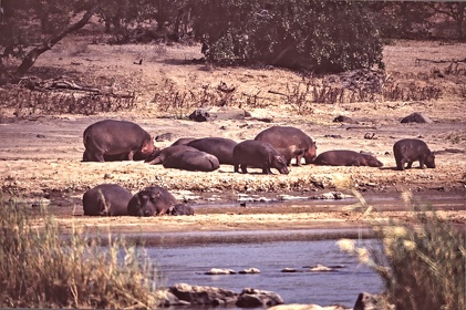 AFRIQUE DU SUD
