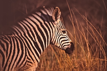 AFRIQUE DU SUD