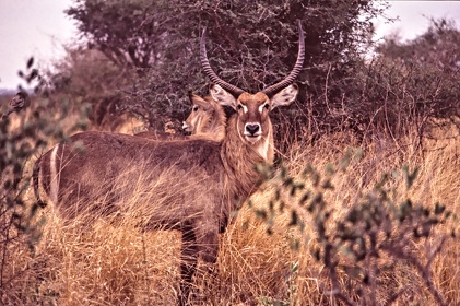 AFRIQUE DU SUD