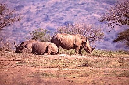 AFRIQUE DU SUD