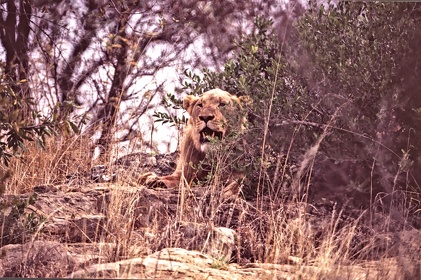 AFRIQUE DU SUD