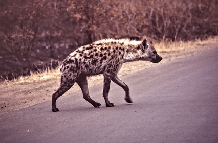 AFRIQUE DU SUD
