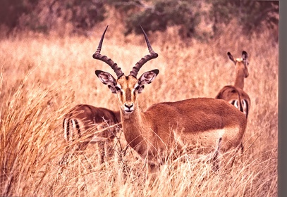 AFRIQUE DU SUD