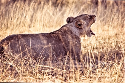 AFRIQUE DU SUD