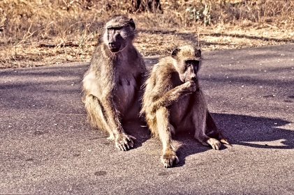 AFRIQUE DU SUD