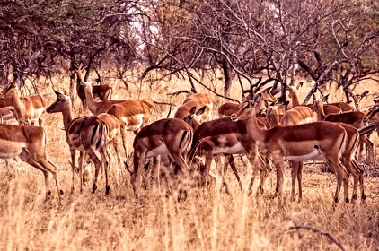 AFRIQUE DU SUD