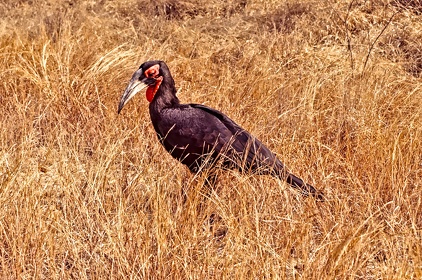 AFRIQUE DU SUD