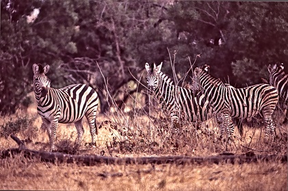 AFRIQUE DU SUD